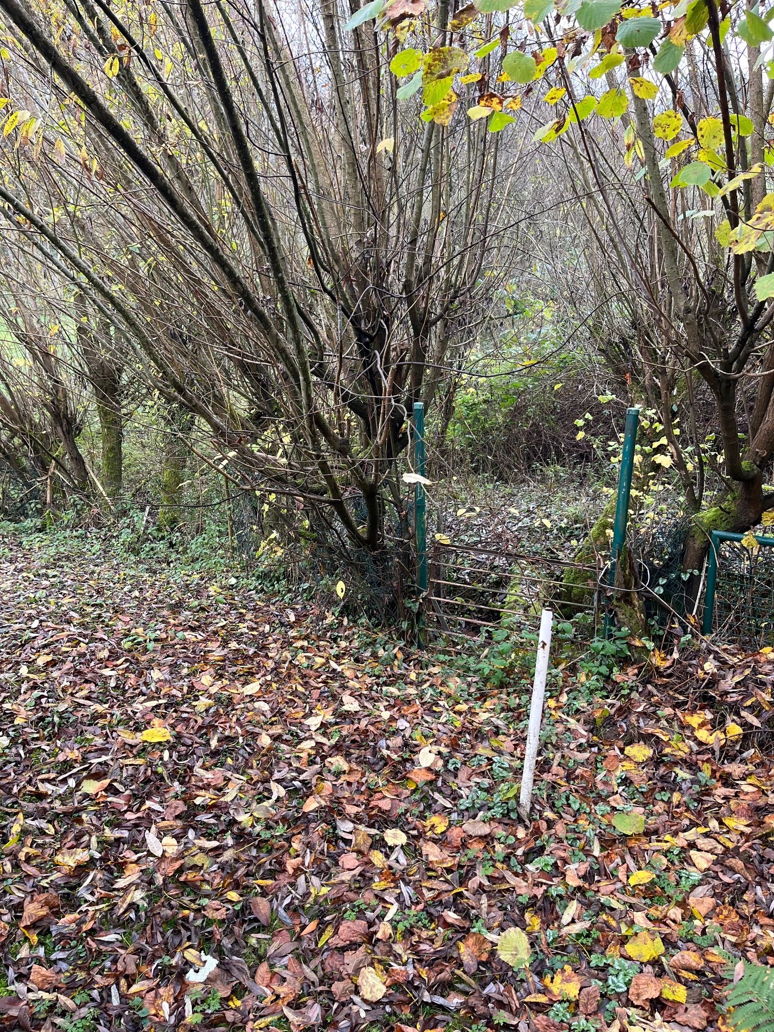 HÜTTERSDORF : GROSSES Haus (ca. 200 m² WF ) mit BACHLAUF für HANDWERKER in ruhiger LAGE !