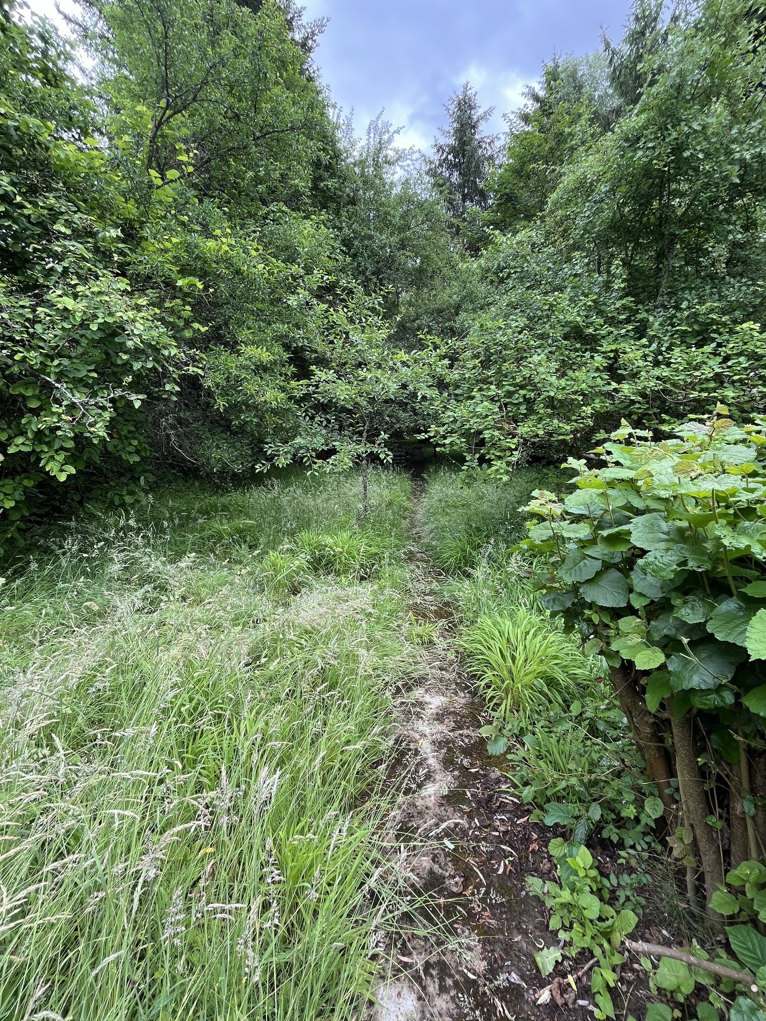 HAUSTADT: 1 - 2 FH mit POTENTIAL und 1689 m² TRAUMGRUNDSTÜCK !